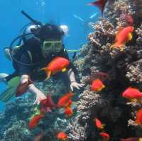 Scuba Diving in Hurghada