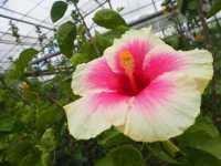 【宮古島】南国のお花がいっぱいユートピアファーム🌺