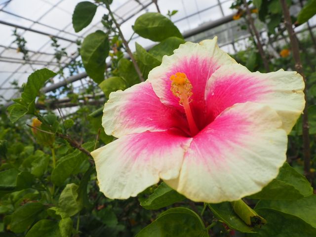 【宮古島】南国のお花がいっぱいユートピアファーム🌺