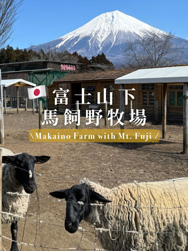【🗻富士山下的馬飼野牧場🐑🌳】享受寧靜午後時光