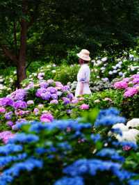 大阪の穴場あじさいスポット☺️💠💐蜻蛉池公園