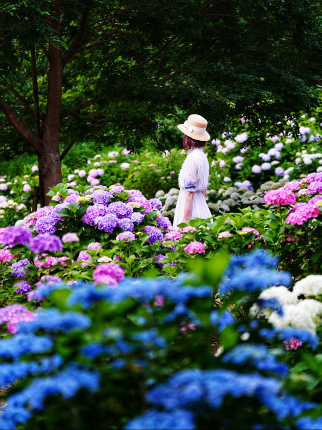 大阪の穴場あじさいスポット☺️💠💐蜻蛉池公園