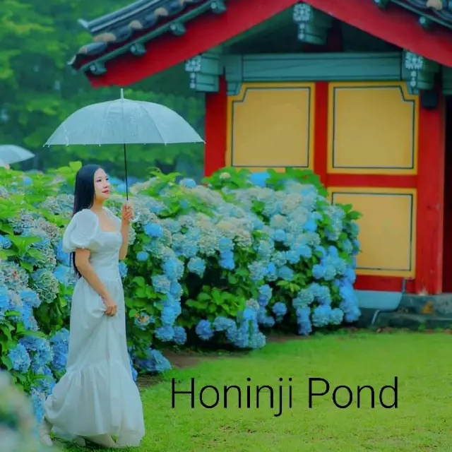 ใจละลายปลายฝนกับ Hydrangea