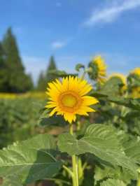 Sunflower season