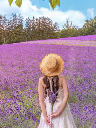 Hokkaido's No.1 lavender field in summer 🪻Furano Tomita Farm✨✨