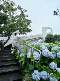 Jeju Island’s Hydrangea HAVEN 💜💙🤍