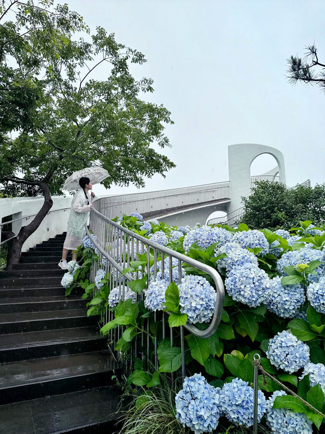 Jeju Island’s Hydrangea HAVEN 💜💙🤍