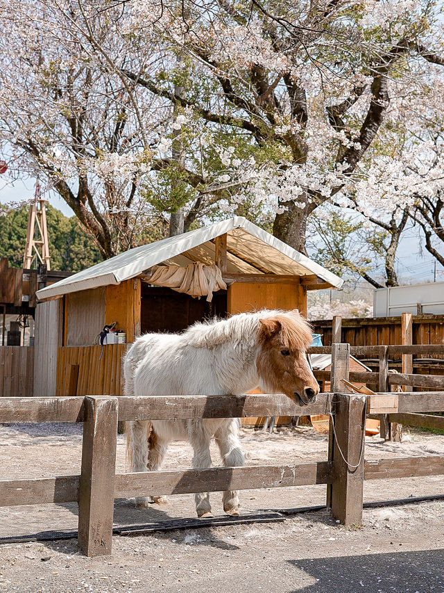 📍まかいの牧場