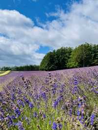 【北海道:中富良野エリア】絶景！！ファーム富田-彩りの畑-