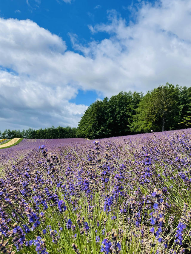 【北海道:中富良野エリア】絶景！！ファーム富田-彩りの畑-