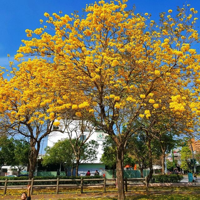 【臺中】超美風鈴木花季，必去打卡景點