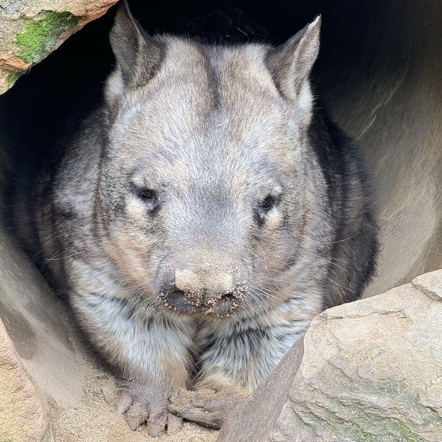 悉尼親親無尾熊🐨親親袋鼠🦘（費瑟戴爾野生動物園）