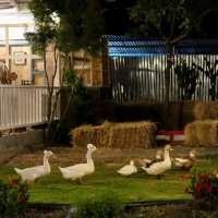 ปานชีวา เรสเตอรองท์ แอนด์ คาเฟ่