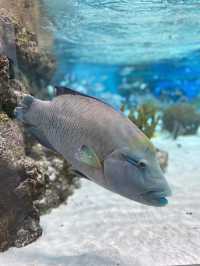 【神戸】須磨シーで海の生き物に癒されてほしい