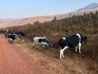 Spot the wildlife on a roam! 