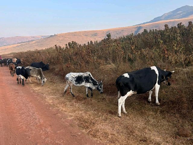 Spot the wildlife on a roam! 