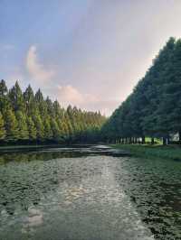 메타세콰이어숲길을 맨발로 걸어요🌲