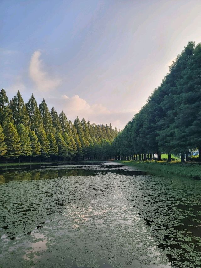 메타세콰이어숲길을 맨발로 걸어요🌲