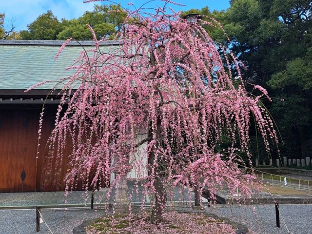 【城南宮:京都市伏見区】2月に咲く美しい梅に感動する✨