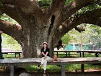 ต้นจามจุรียักษ์