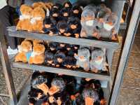 Filchs Emporium ร้านขายของโซนแฮร์รี่ พอตเตอร์