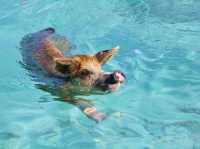 【バハマ ・エグズーマ】美しい海にブタが泳ぐビーチ🐷