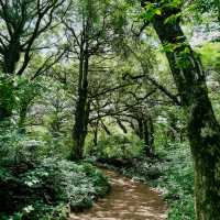 Bijarim Forest