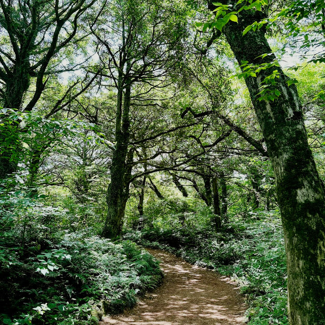 Bijarim Forest