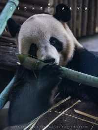到動物園去班味，拯救不開心🦝🦒🦓🐅🦧