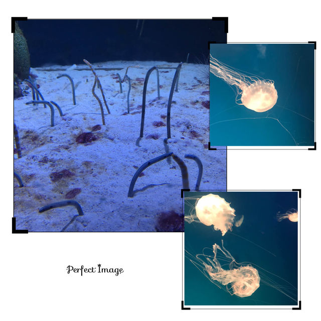 不一樣的水中世界：63大廈水族館