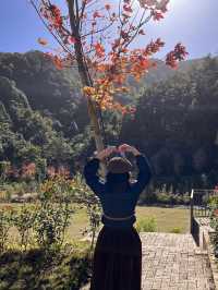 嶺南紅葉世界——廣東賞楓打卡佳選