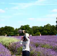 Mayfield lavender Farm - beautiful on either cloudy day or sunny day