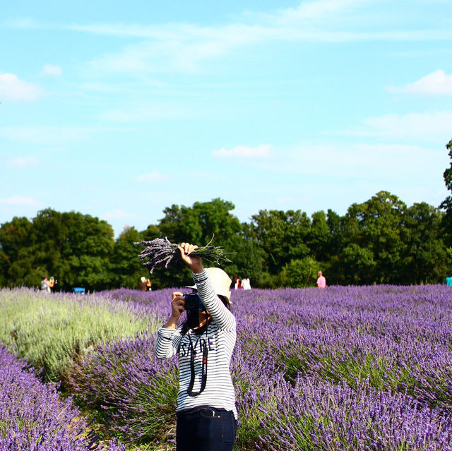 Mayfield lavender Farm - beautiful on either cloudy day or sunny day