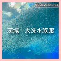 茨城　大洗水族館🪼