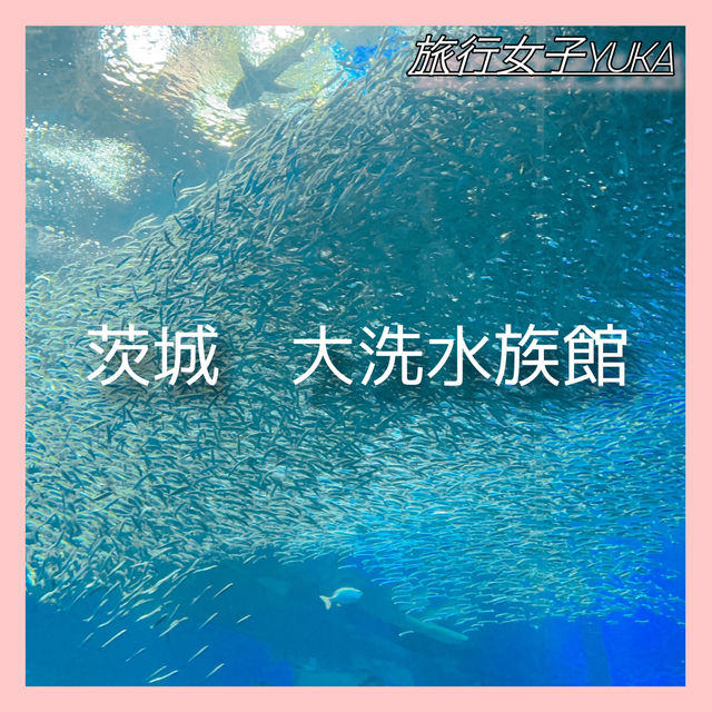 茨城　大洗水族館🪼