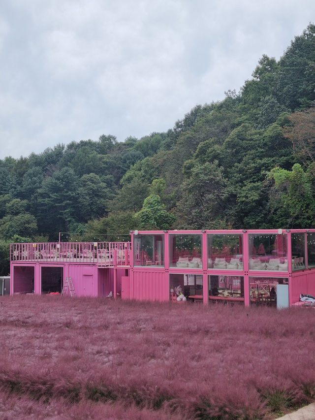 가을엔 핑크뮬리