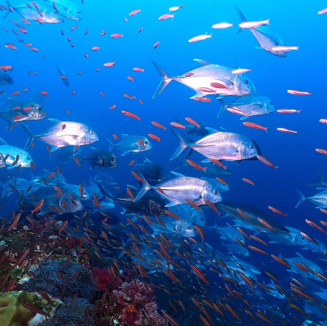 Diving in Similan is so much fun!