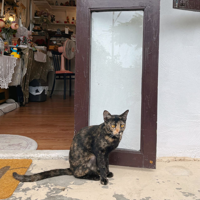 คาเฟ่น่ารักที่นครปฐม 🪴𝗕𝗼𝘁𝗮𝗻𝗶𝗰𝗮 𝗛𝗼𝘂𝘀𝗲