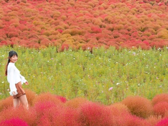 茨城常陸海濱公園 漫步在紅色的掃帚草中