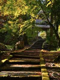 【ここ行って】本当は教えたくない🙅カメラ好きは一度は行きたい紅葉🍁
