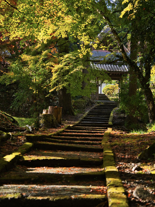 【ここ行って】本当は教えたくない🙅カメラ好きは一度は行きたい紅葉🍁