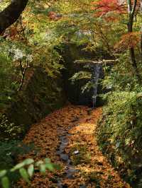 【ここ行って】本当は教えたくない🙅1230年の歴史あるお寺で見る穴場の紅葉🍁