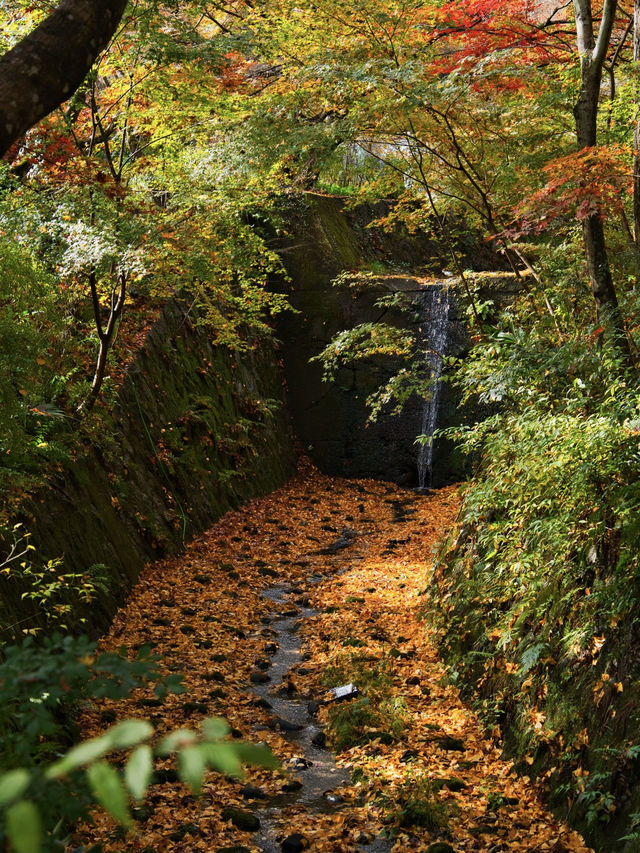 【ここ行って】本当は教えたくない🙅1230年の歴史あるお寺で見る穴場の紅葉🍁