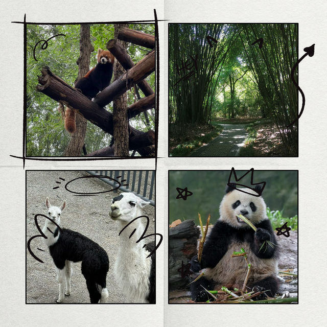廣州動物園：親近動物🦁