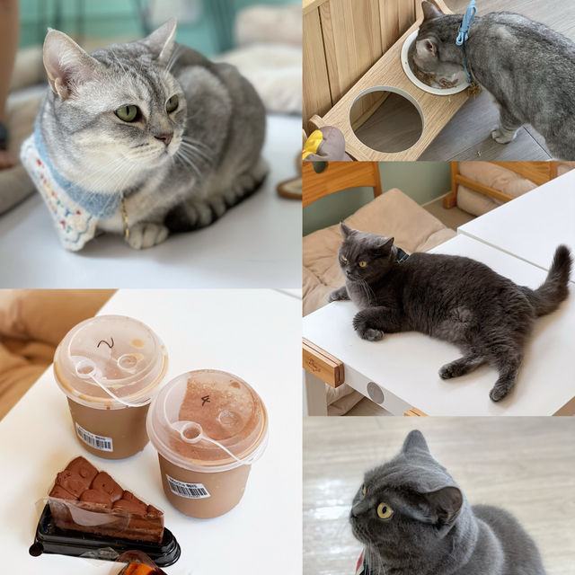 旺角人氣連鎖貓CAFE