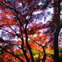 Autumn Bliss: Exploring Tenryuji’s Stunning Fall Colors!