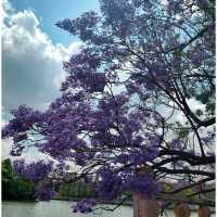 Green Lake Park : สวนใหญ่ใจกลาง Kunming