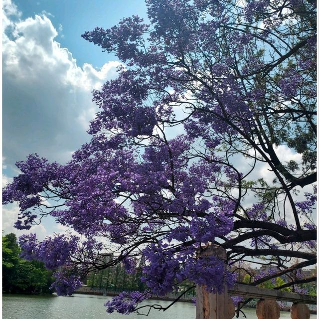 Green Lake Park : สวนใหญ่ใจกลาง Kunming