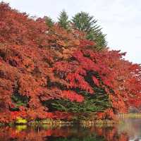 浸泡在露天溫泉，觀賞著遍山紅葉