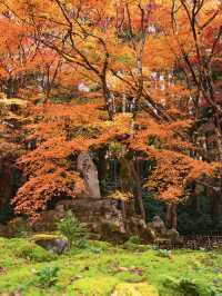 【紅葉特集】ここ無料⁉️満足度1000%🤩一生に一度は行きたい愛知の紅葉🍁